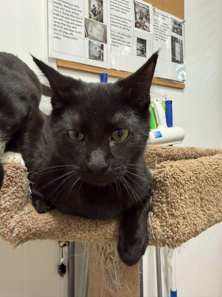 Enlarge Dusty, a Adoptable Domestic Short Hair in Orlando, FL image 3/6