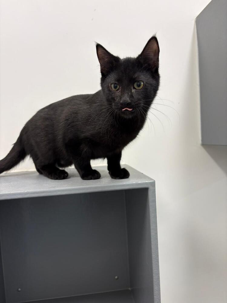 Enlarge Dusty, a Adoptable Domestic Short Hair in Orlando, FL image 4/6