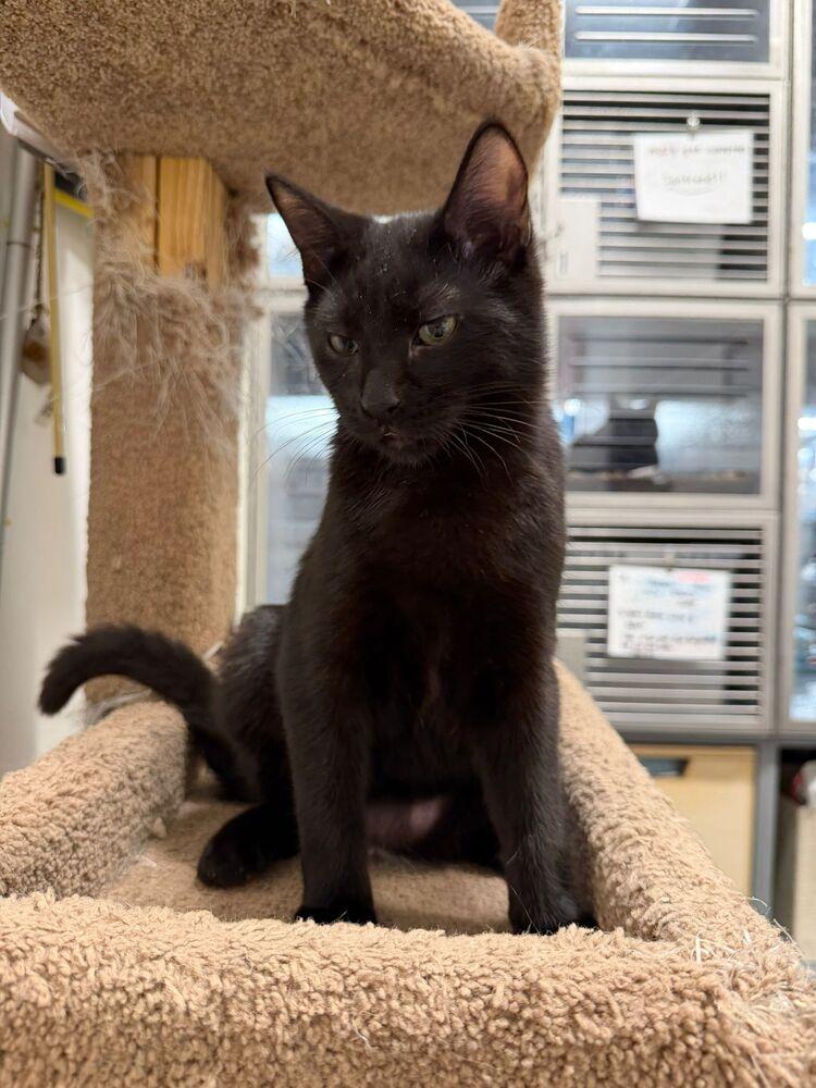 Enlarge Dusty, a Adoptable Domestic Short Hair in Orlando, FL image 5/6