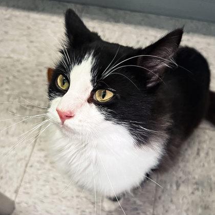 Dewey, Adoptable, Adult Male Domestic Long Hair & Domestic Short Hair.