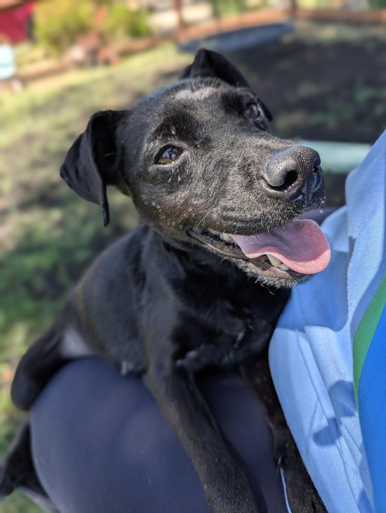 Alice, Adoptable, Young Female Patterdale Terrier / Fell Terrier.