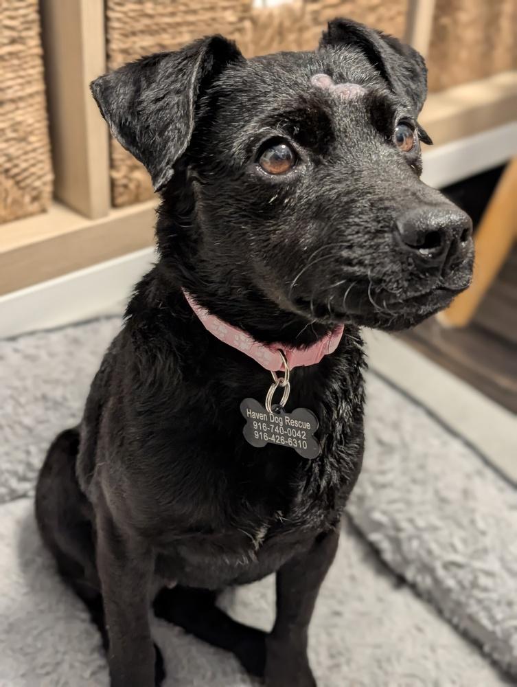 Enlarge Alice, a Adoptable mixed breed in Roseville, CA image 3/6