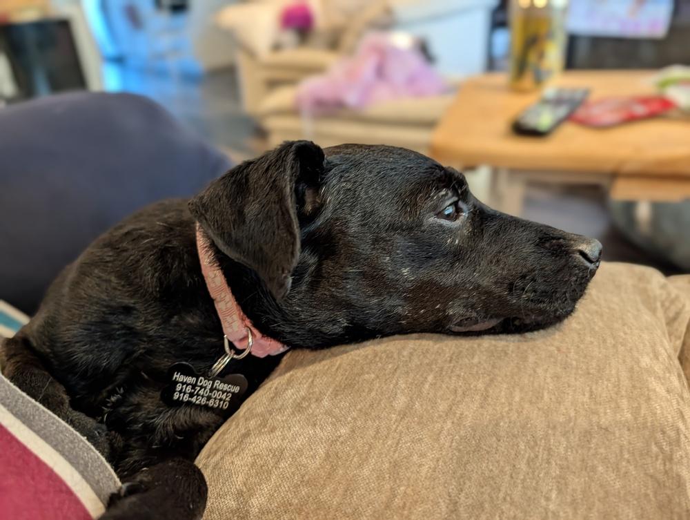 Enlarge Alice, a Adoptable mixed breed in Roseville, CA image 4/6