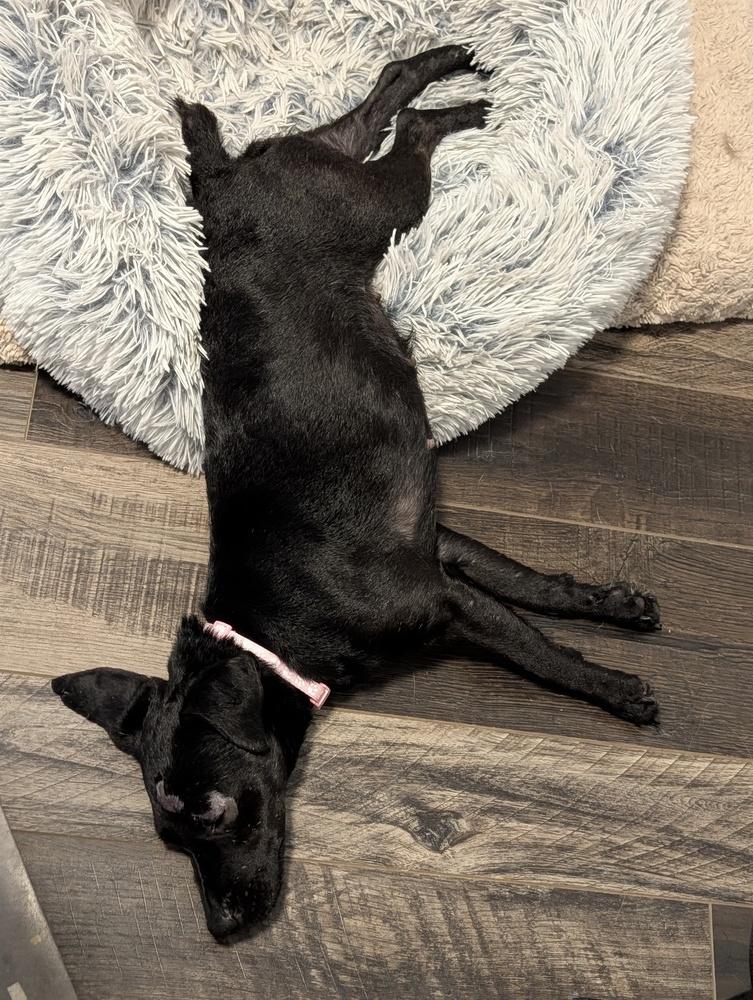 Enlarge Alice, a Adoptable mixed breed in Roseville, CA image 5/6