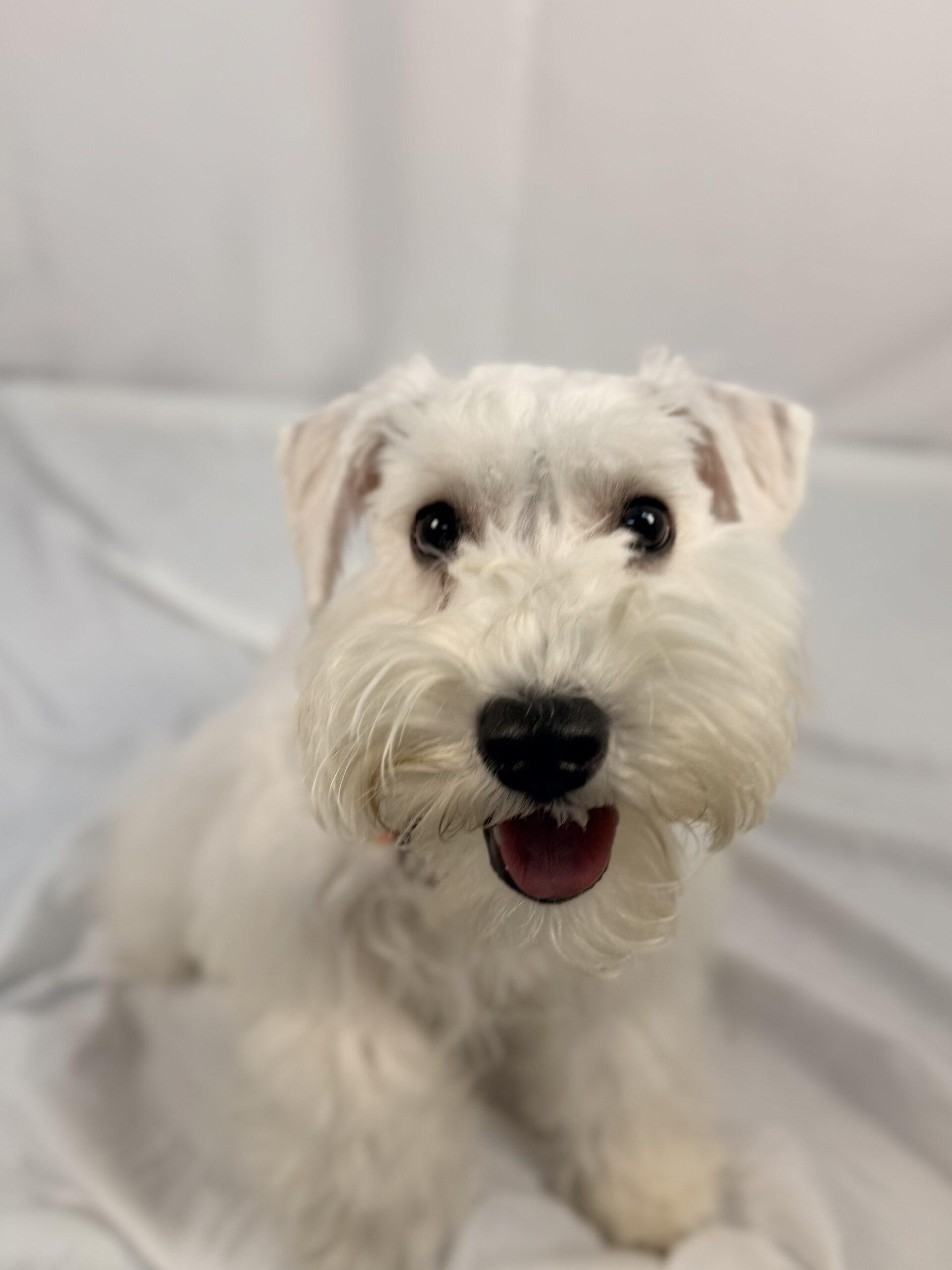 Die Sptlese, Adoptable, Puppy Female Miniature Schnauzer.