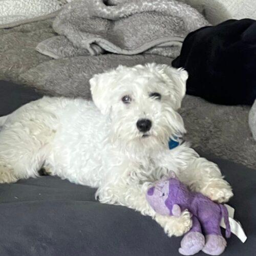 Die Sptlese, Adoptable, Puppy Female Miniature Schnauzer.