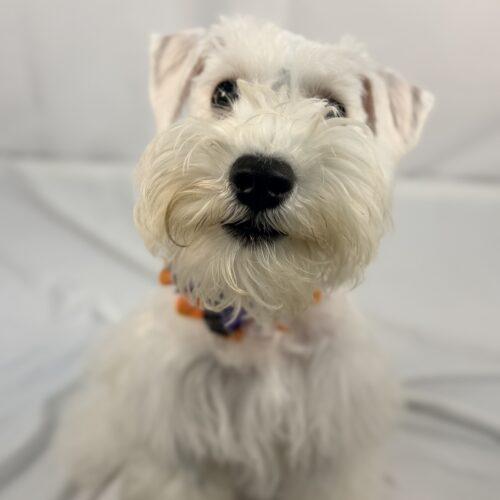 Enlarge Die Sptlese, a Adoptable Miniature Schnauzer in Broken Arrow, OK image 3/5