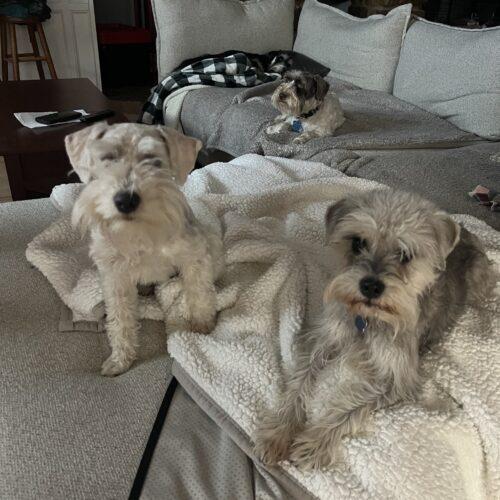 Enlarge Die Sptlese, a Adoptable Miniature Schnauzer in Broken Arrow, OK image 4/5