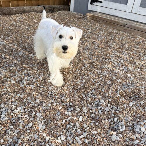 Enlarge Die Sptlese, a Adoptable Miniature Schnauzer in Broken Arrow, OK image 5/5