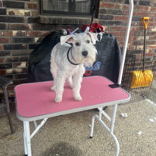 Enlarge Die Sptlese, a Adoptable Miniature Schnauzer in Broken Arrow, OK image 5/5