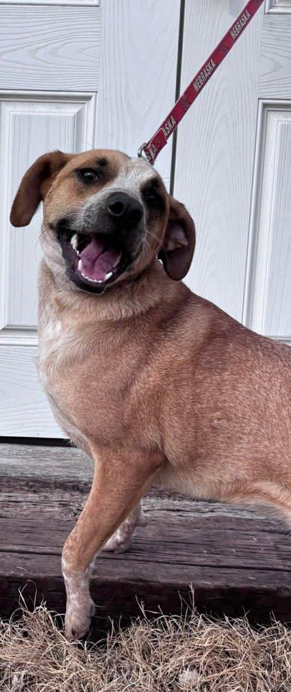 Dante, Adoptable, Puppy Male Cattle Dog & Coonhound.