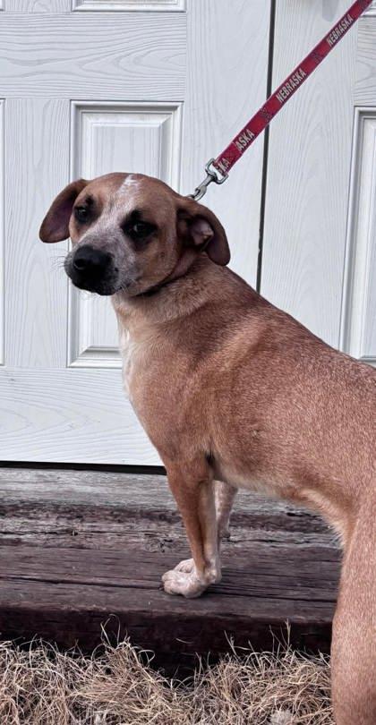 Enlarge Dante, a Adoptable mixed breed in McCook, NE image 2/3