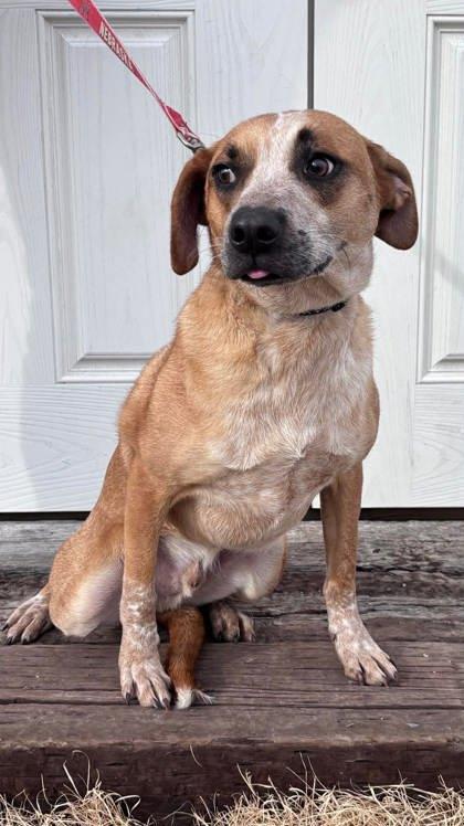 Enlarge Dante, a Adoptable mixed breed in McCook, NE image 3/3