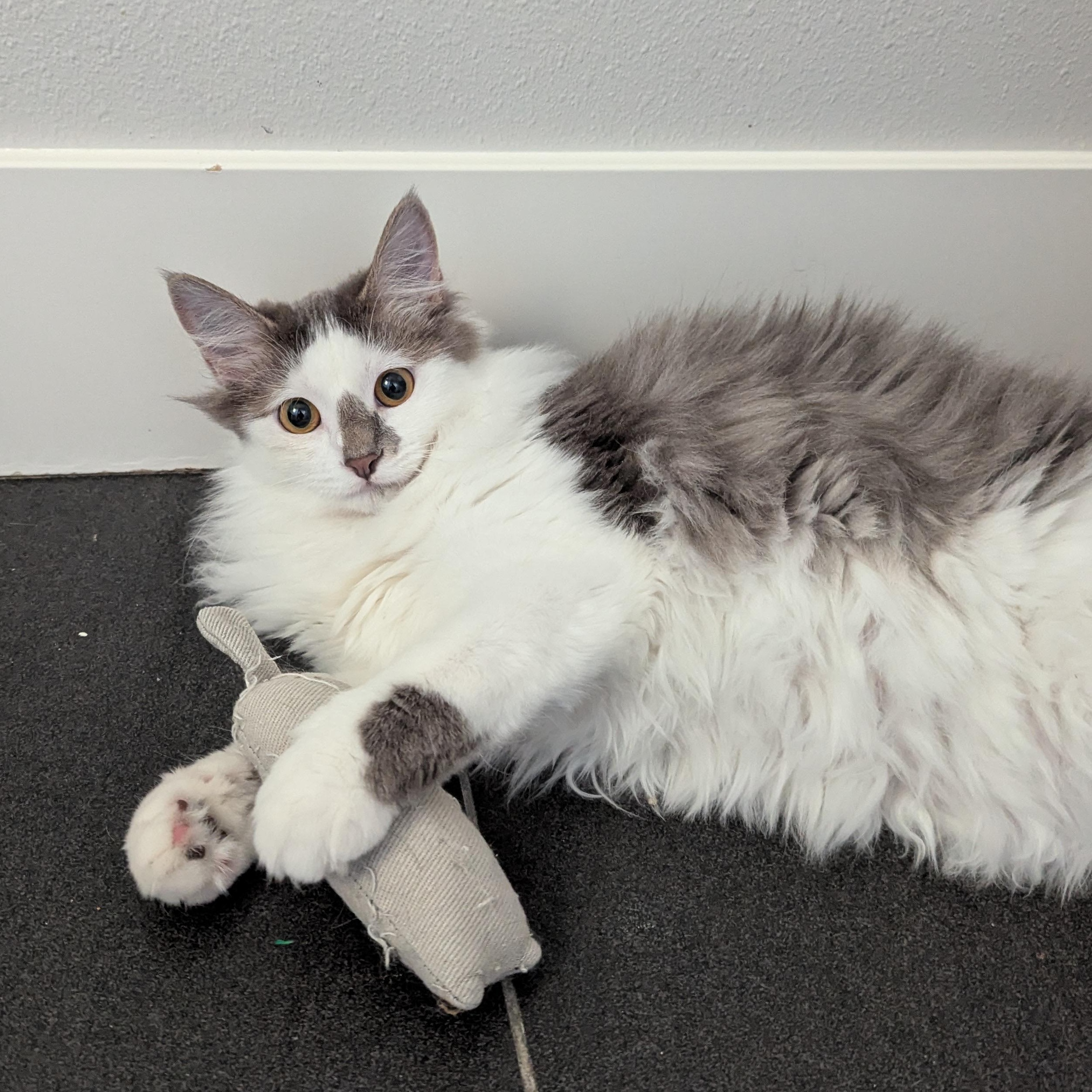 Bunny, ADOPTABLE, Kitten Female Domestic Long Hair.