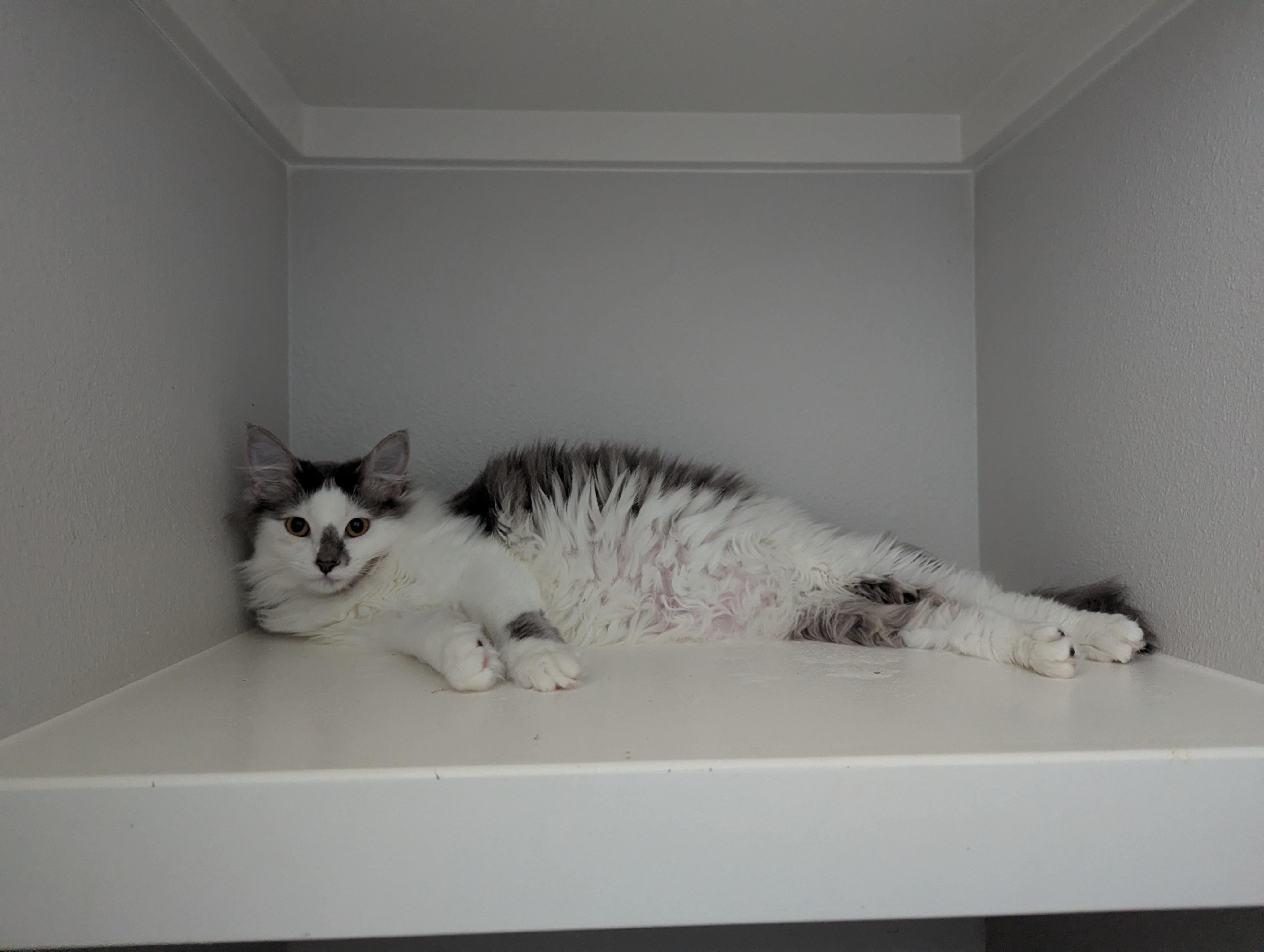 Bunny, a ADOPTABLE mixed breed in West Richland, WA image 5/5