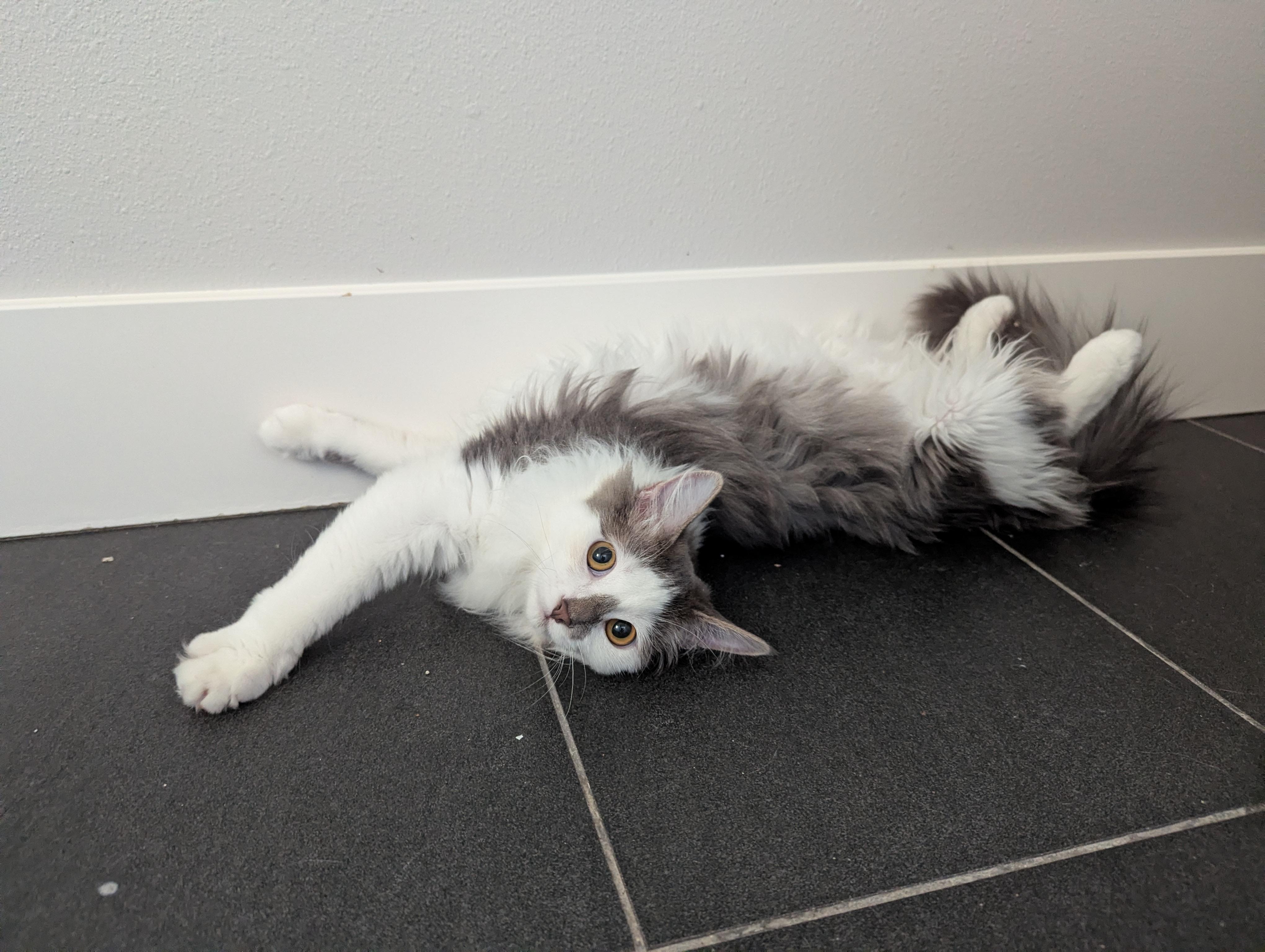 Bunny, a ADOPTABLE mixed breed in West Richland, WA image 2/5