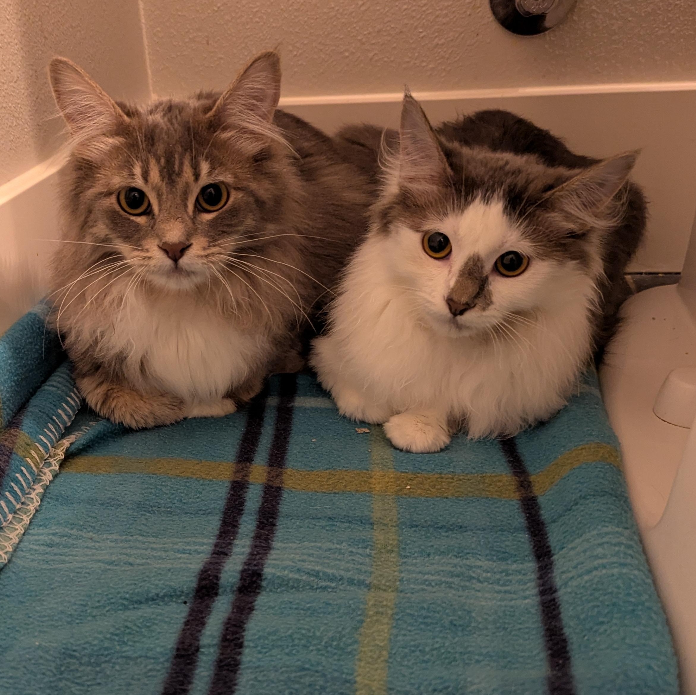 Bunny, a ADOPTABLE mixed breed in West Richland, WA image 4/5