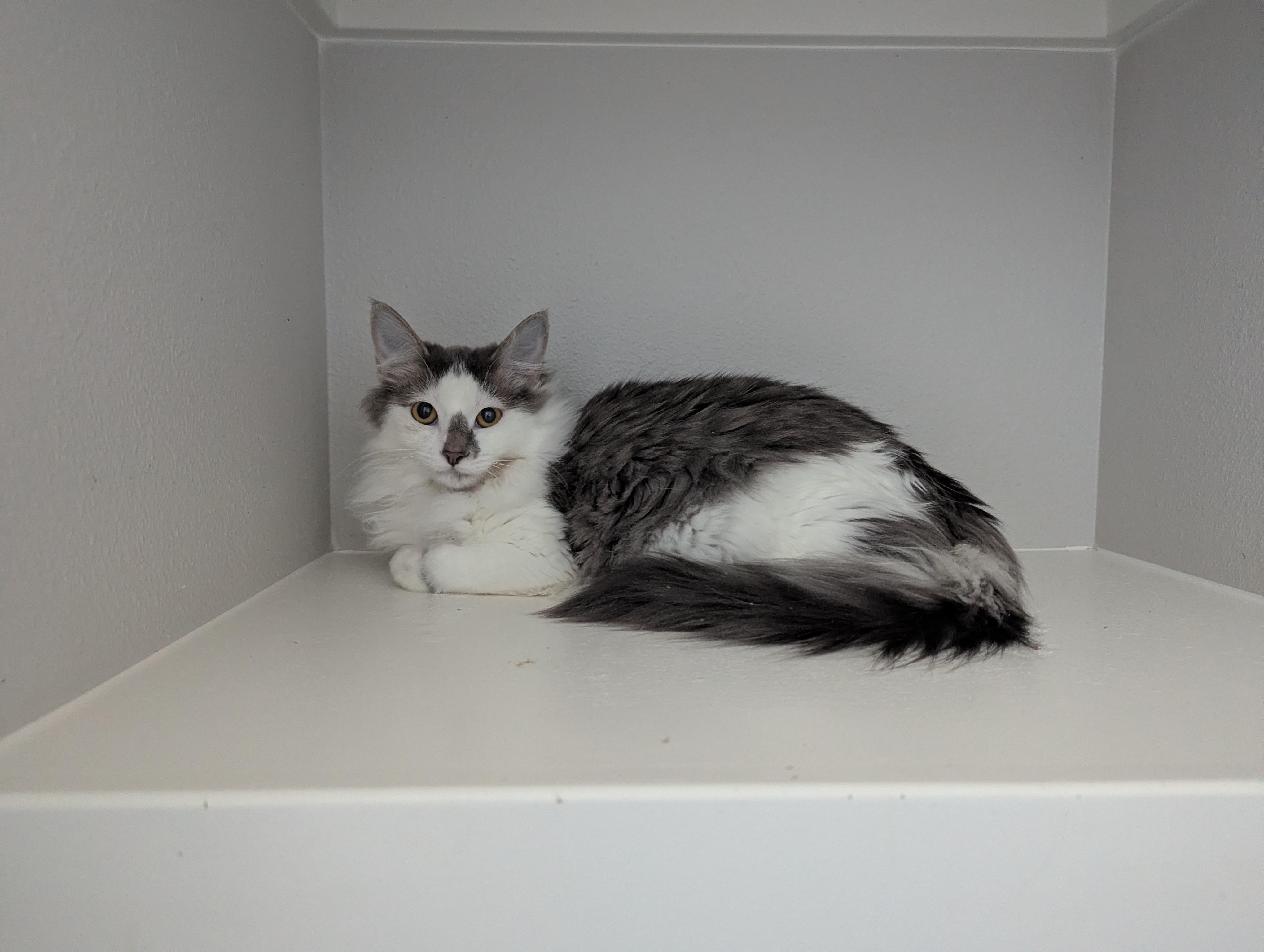 Bunny, a ADOPTABLE mixed breed in West Richland, WA image 3/5