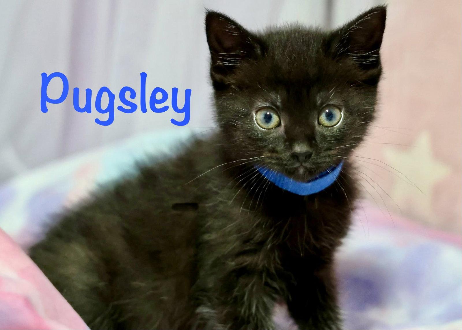 Pugsley, Adoptable, Kitten Male Domestic Short Hair.