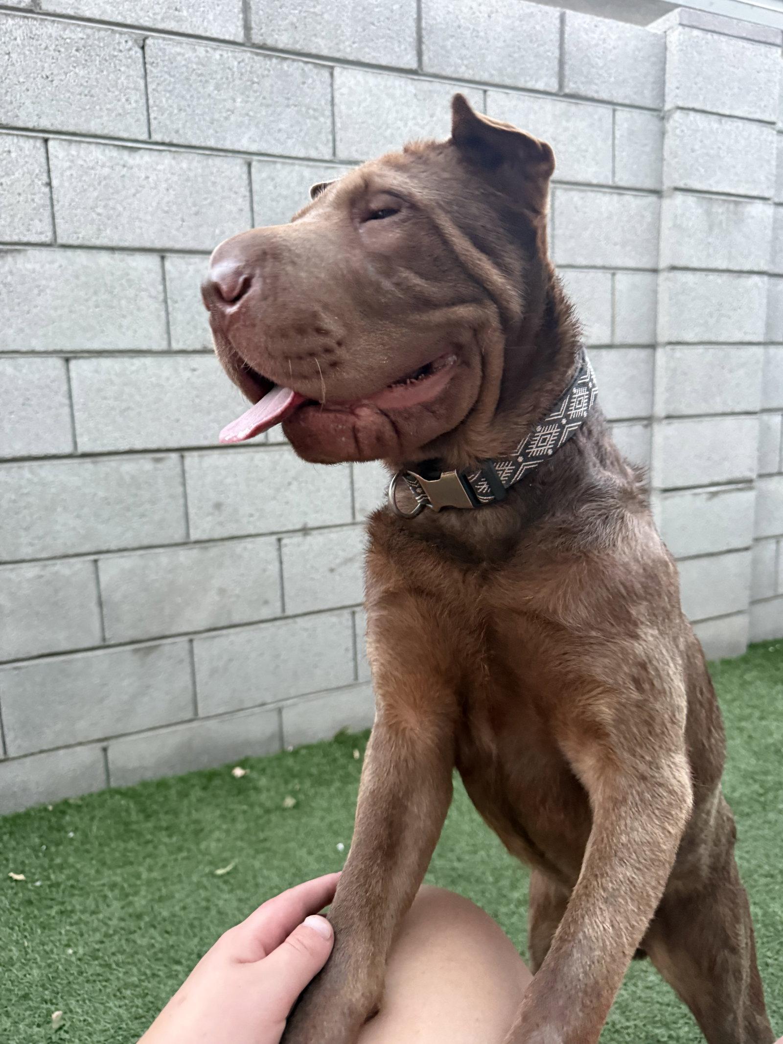 Chuy, Adoptable, Young Male Shar-Pei.