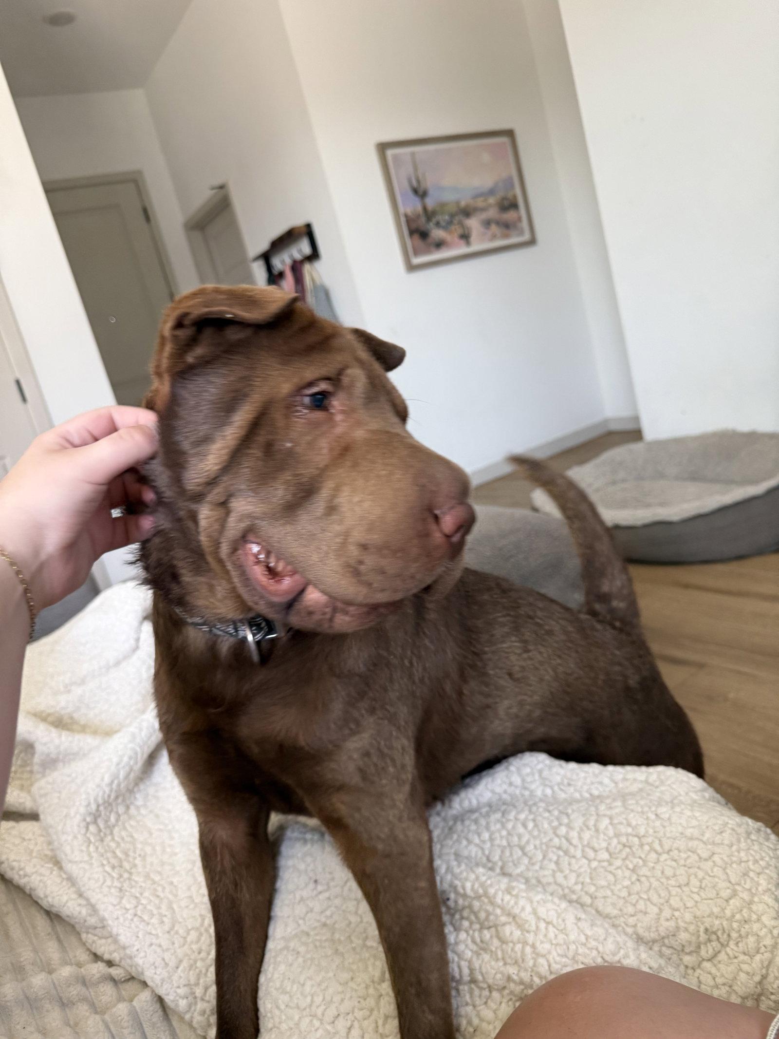 Chuy, a Adoptable Shar-Pei in Lake Forest, CA image 2/3