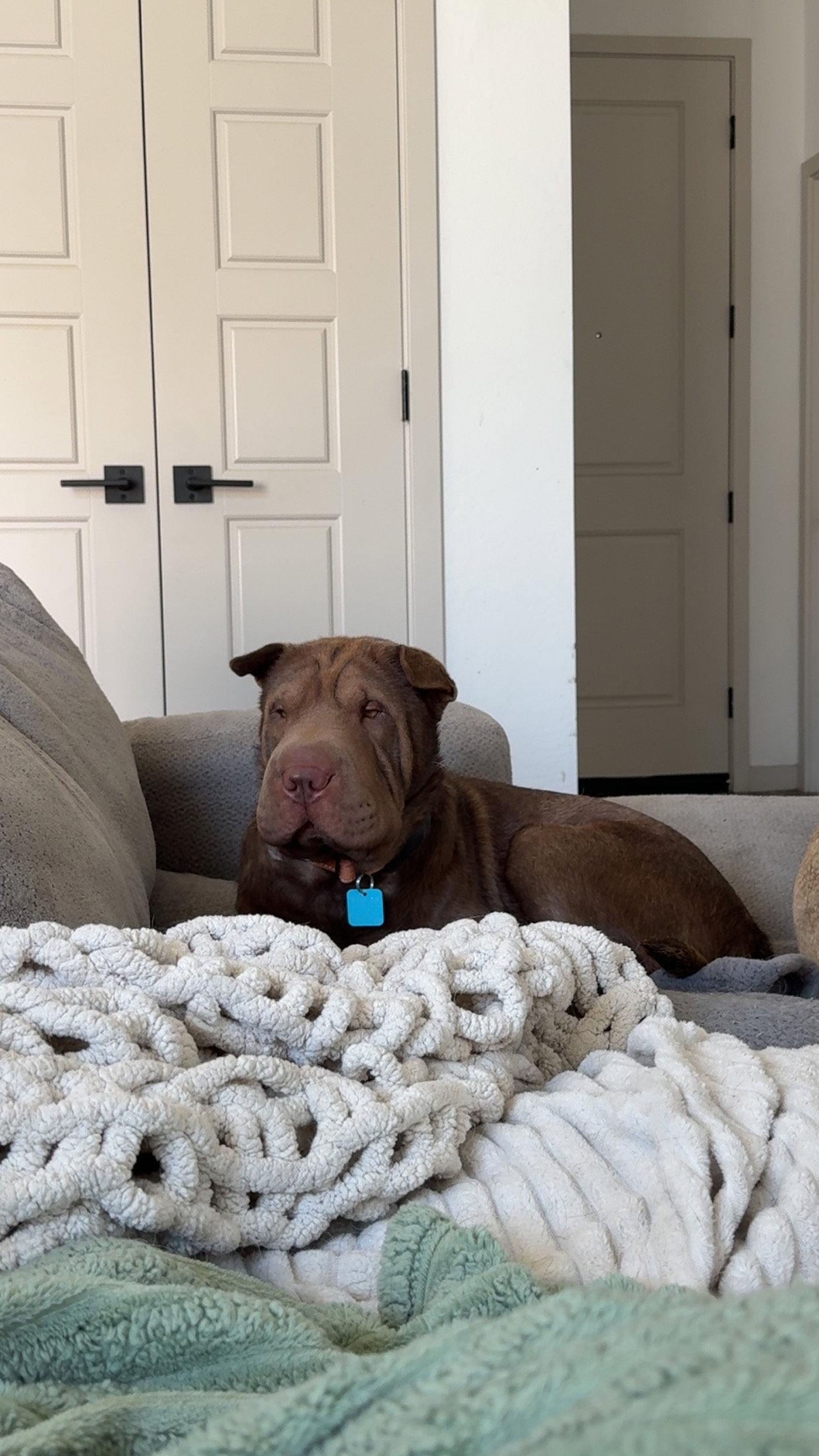 Chuy, a Adoptable Shar-Pei in Lake Forest, CA image 3/3