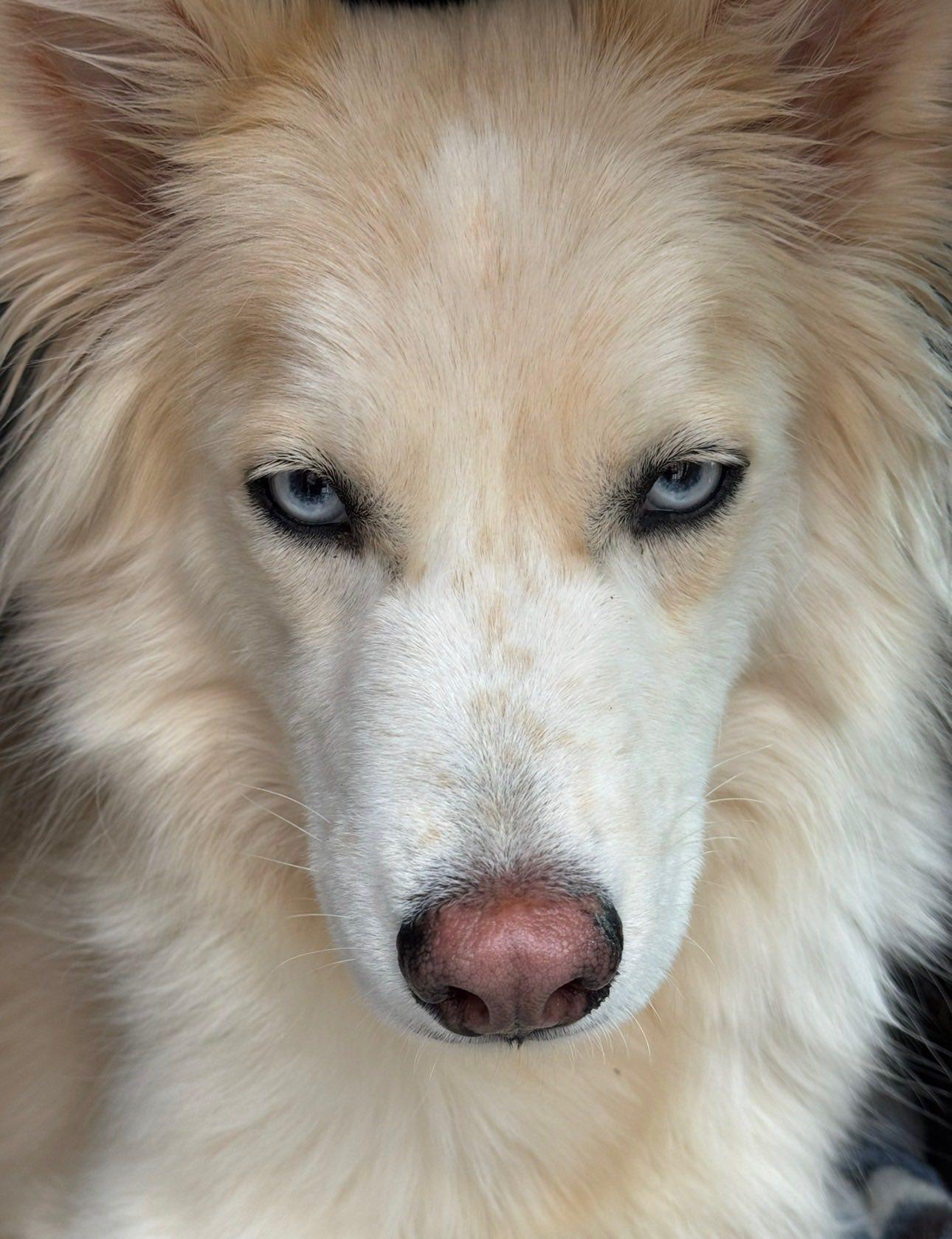 Skye, ADOPTABLE, Adult Male Husky.