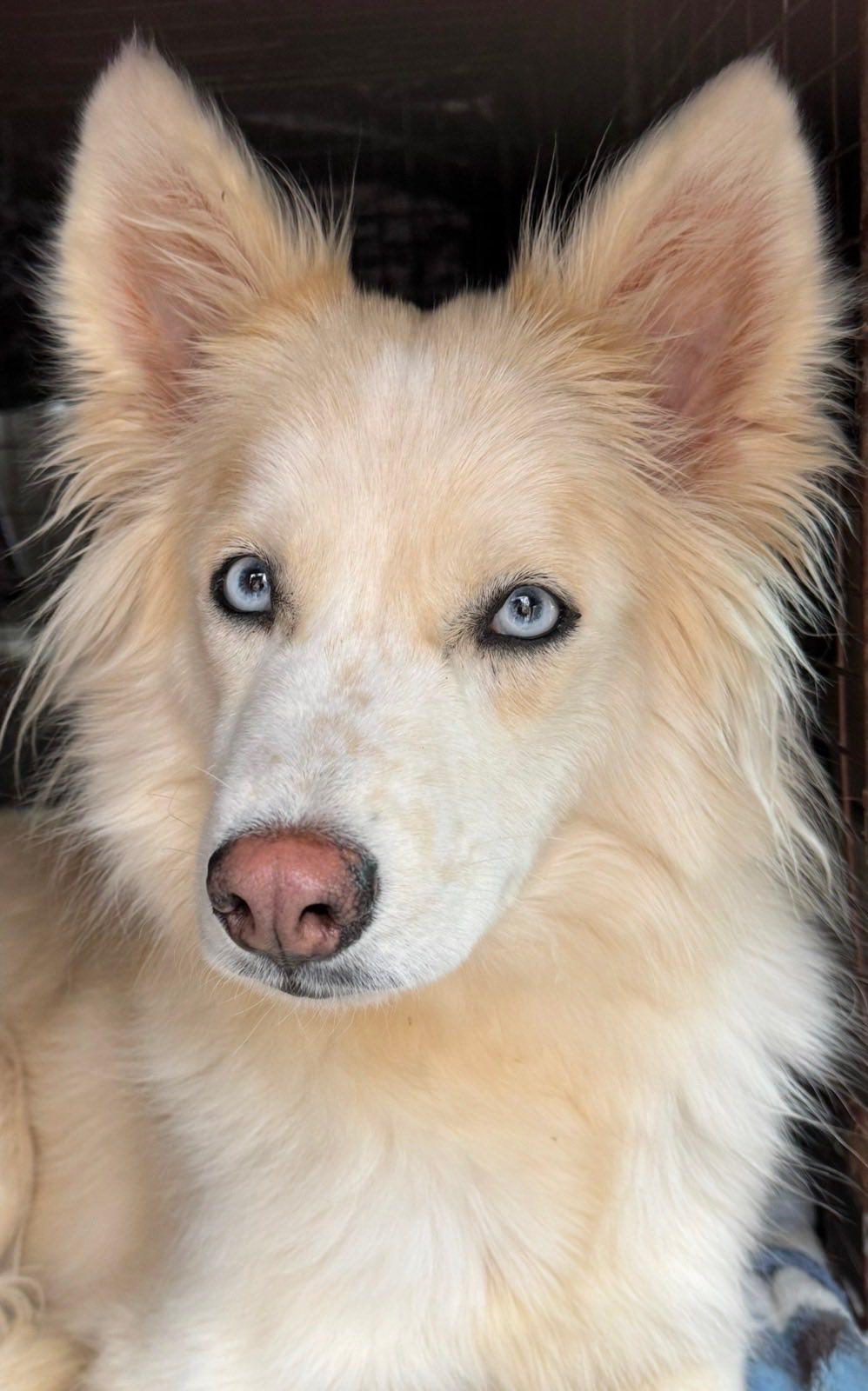 Enlarge Skye, a ADOPTABLE Husky in Matthews, NC image 2/2