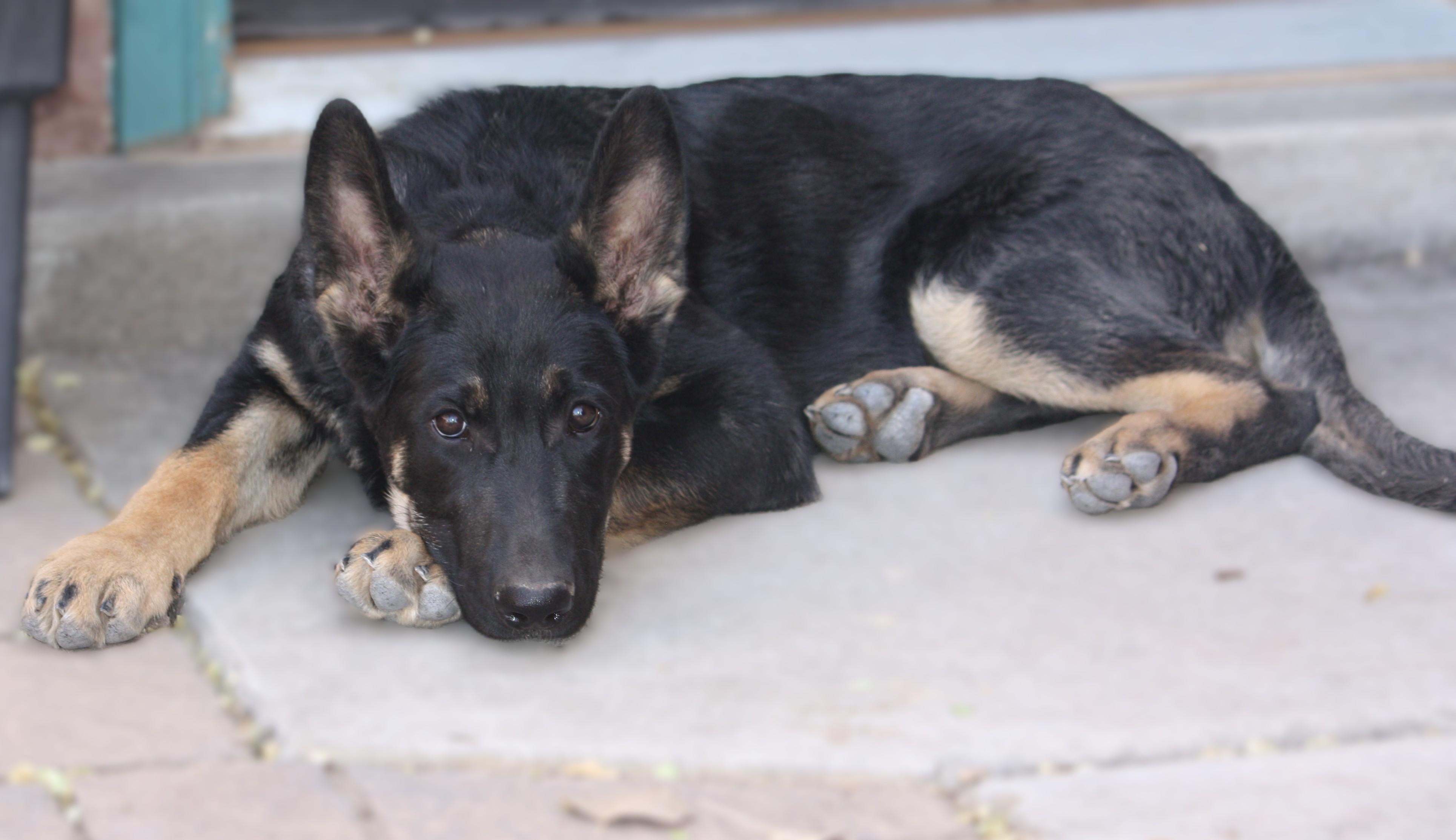 Enlarge Rocket, an adopted German Shepherd Dog in Albuquerque, NM image 2/5