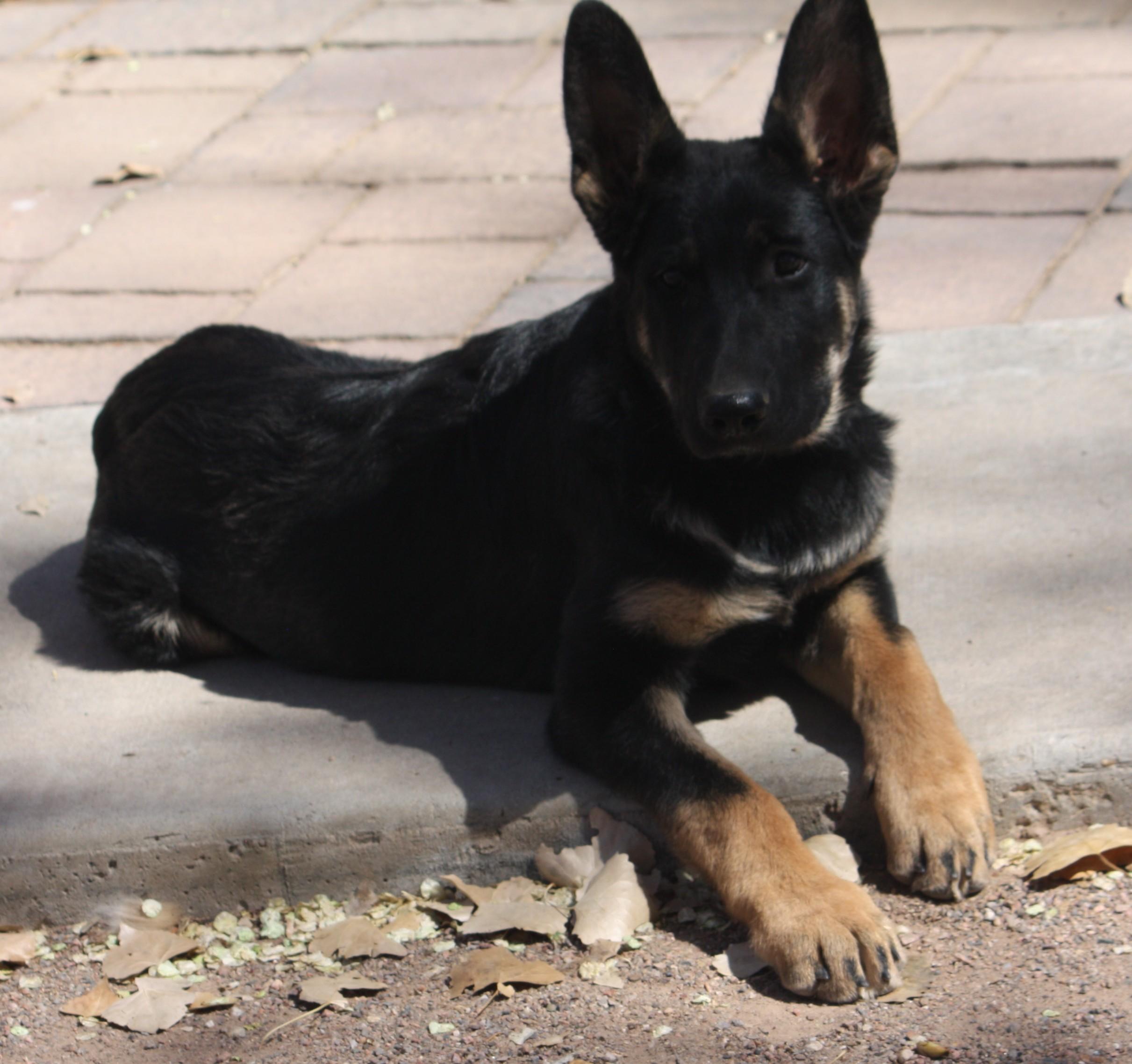 Rocket, adopted, Puppy Male German Shepherd Dog.