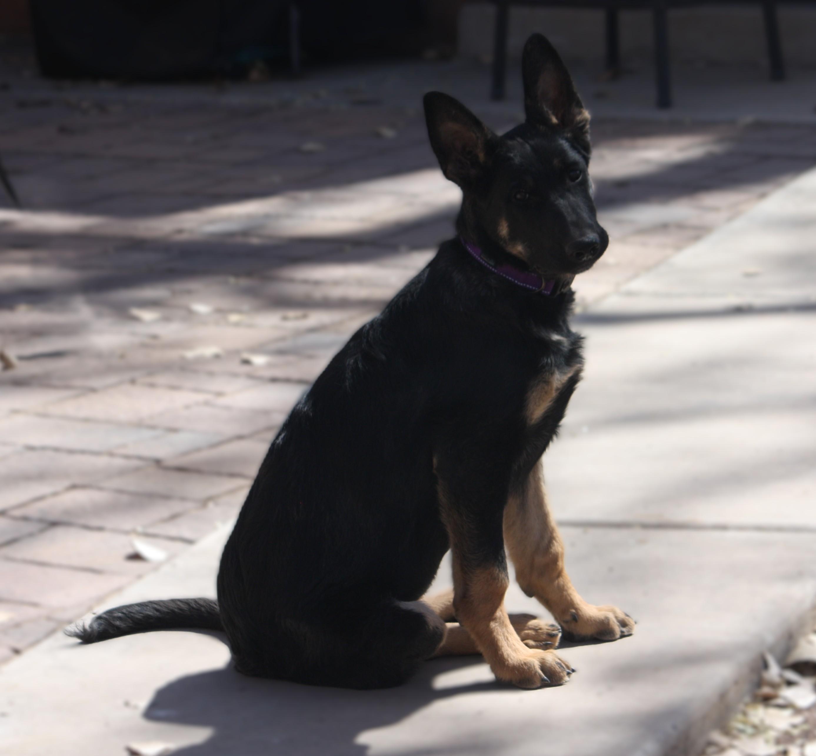 Enlarge Rocket, an adopted German Shepherd Dog in Albuquerque, NM image 4/5