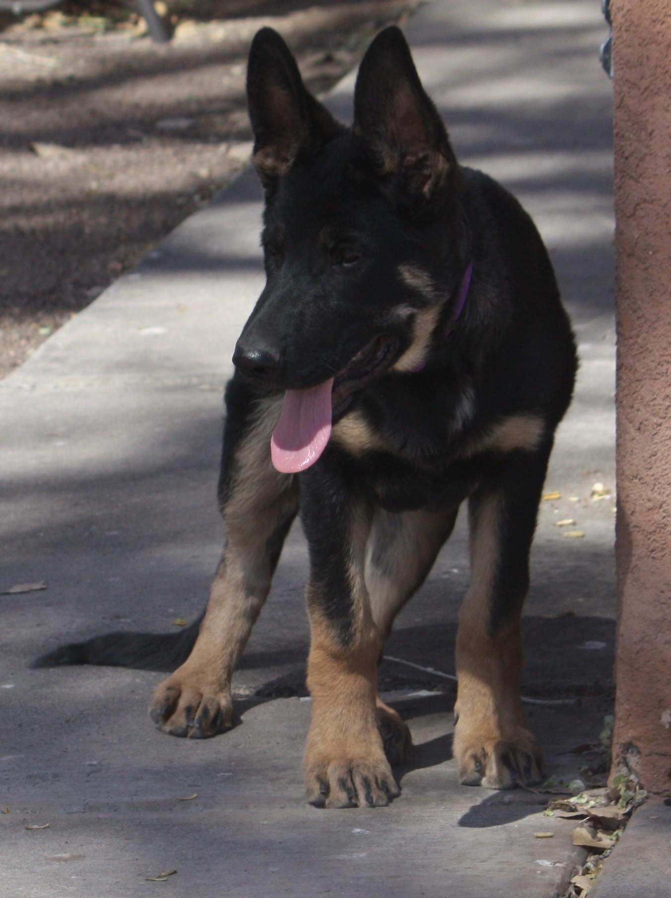Enlarge Rocket, an adopted German Shepherd Dog in Albuquerque, NM image 3/5
