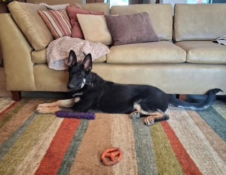 Enlarge Rocket, an adopted German Shepherd Dog in Albuquerque, NM image 5/5