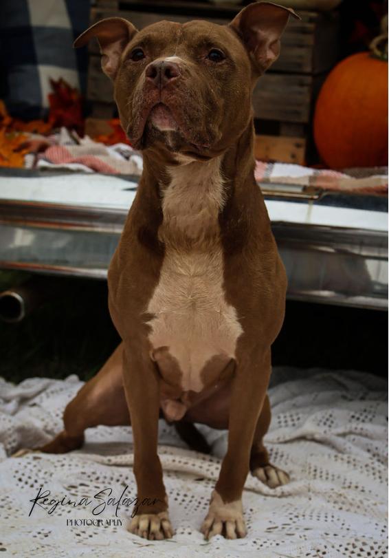 King, an adoptable American Staffordshire Terrier in Charlotte, NC, 28215 | Photo Image 3