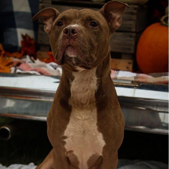 Enlarge King, a Adoptable American Staffordshire Terrier in Charlotte, NC image 2/6
