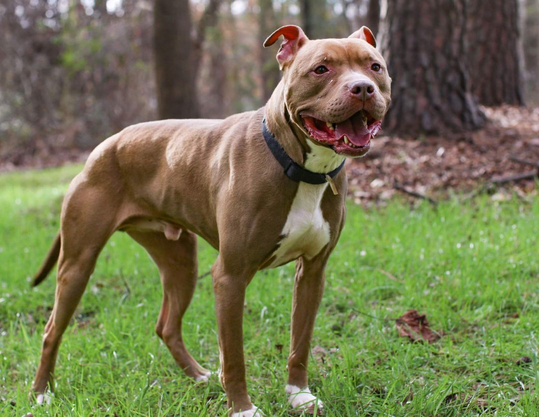 King, Adoptable, Senior Male American Staffordshire Terrier.