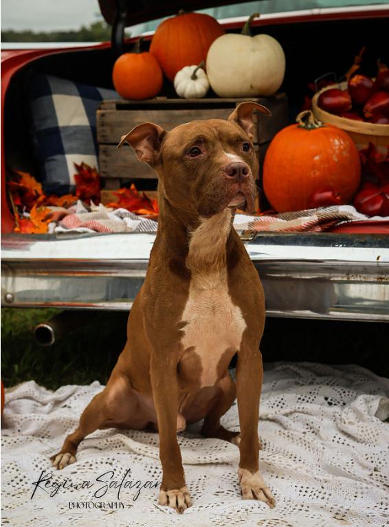 King, an adoptable American Staffordshire Terrier in Charlotte, NC, 28215 | Photo Image 4