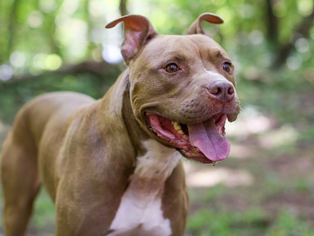King, a Adoptable American Staffordshire Terrier in Charlotte, NC image 5/6