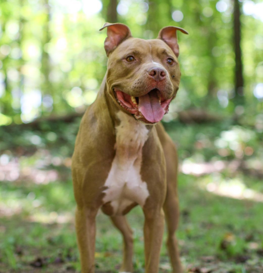 King, a Adoptable American Staffordshire Terrier in Charlotte, NC image 6/6