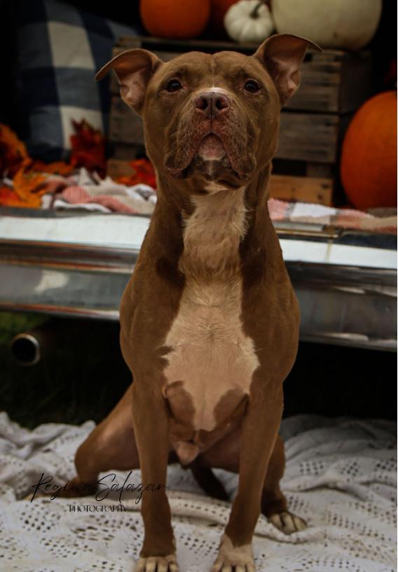 King, a Adoptable American Staffordshire Terrier in Charlotte, NC image 3/6