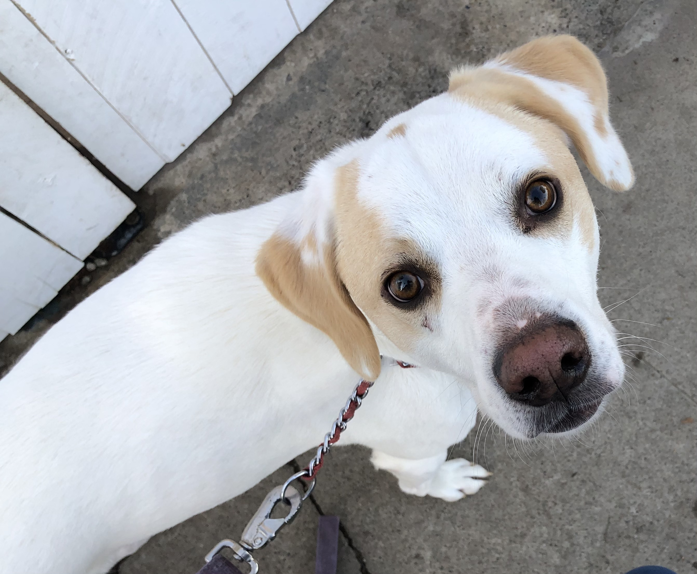 Ben, adoptable, Young Male Labrador Retriever & Foxhound.