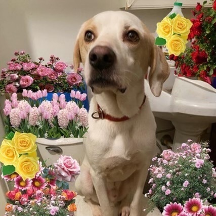 Enlarge Ben, an adoptable mixed breed in Newport Beach, CA image 2/6