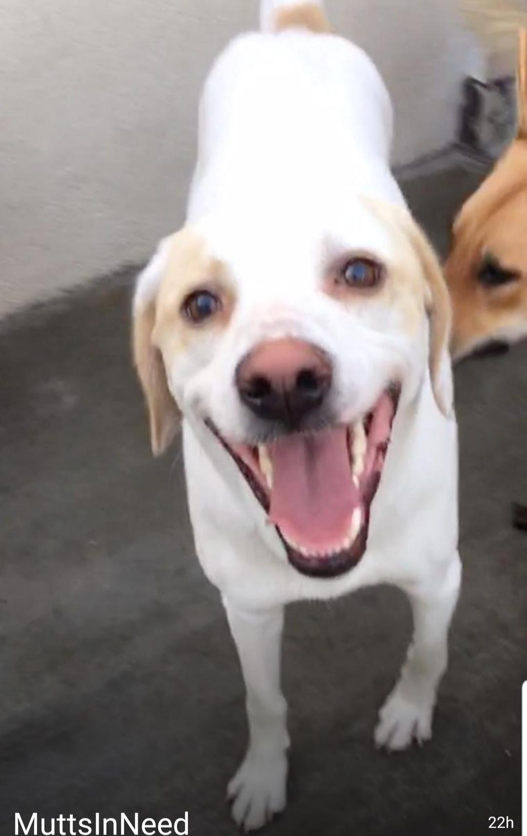 Enlarge Ben, an adoptable mixed breed in Newport Beach, CA image 3/6