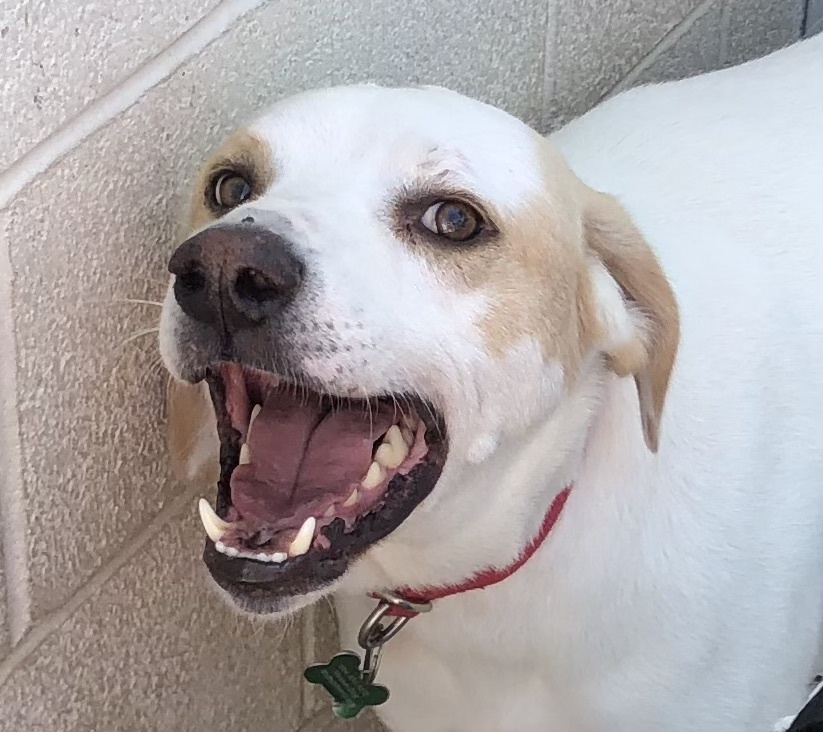 Enlarge Ben, an adoptable mixed breed in Newport Beach, CA image 5/6