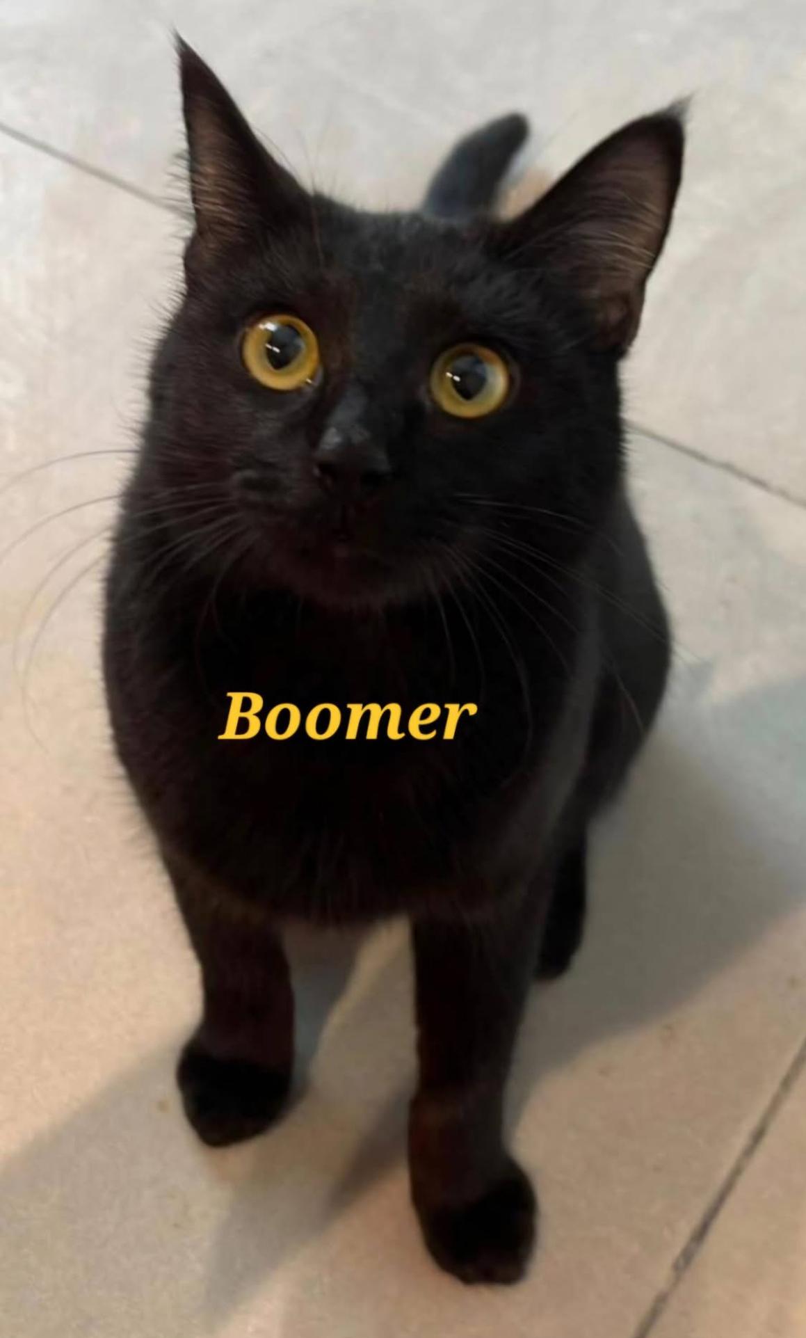 Boomer , ADOPTABLE, Young Male Egyptian Mau.