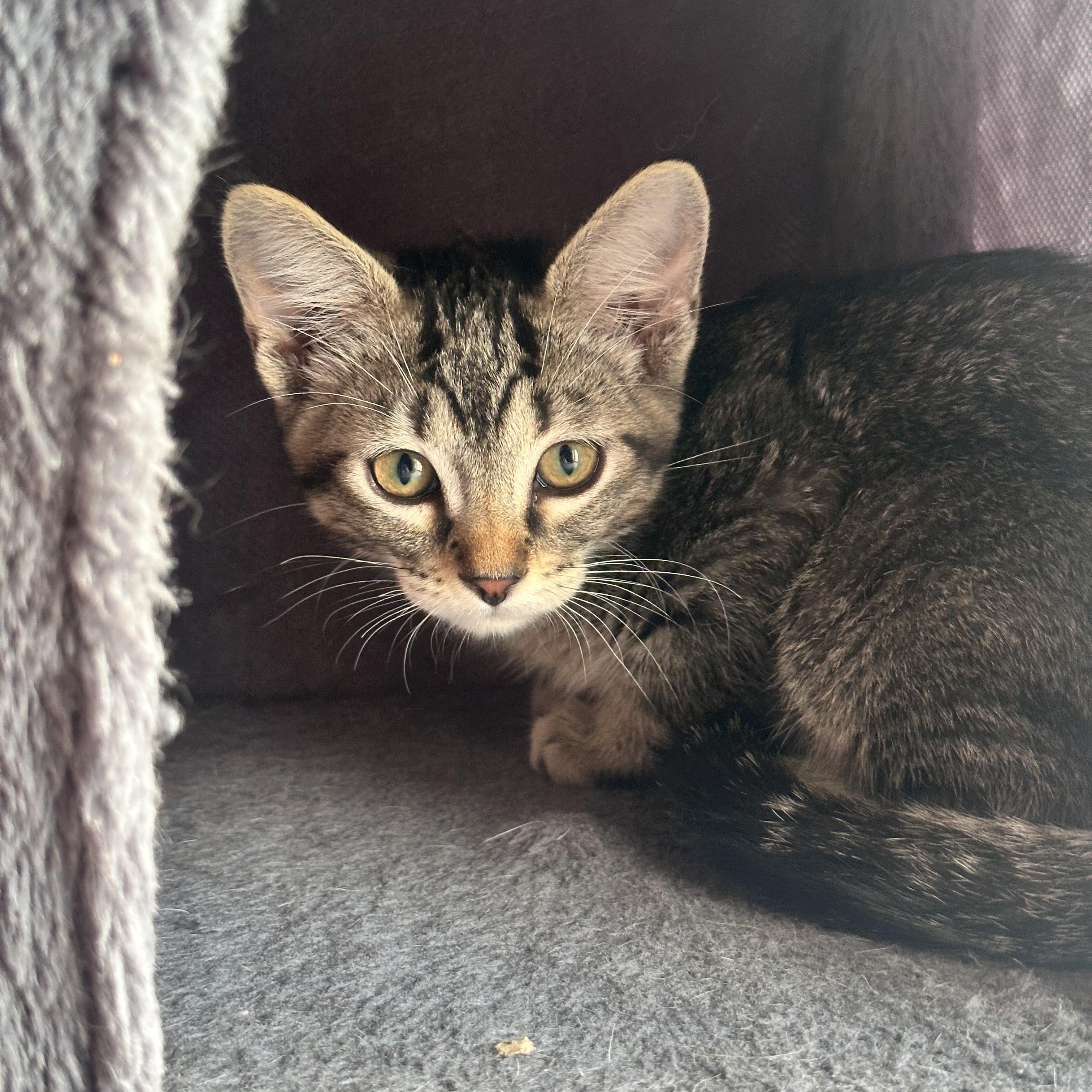 Vito