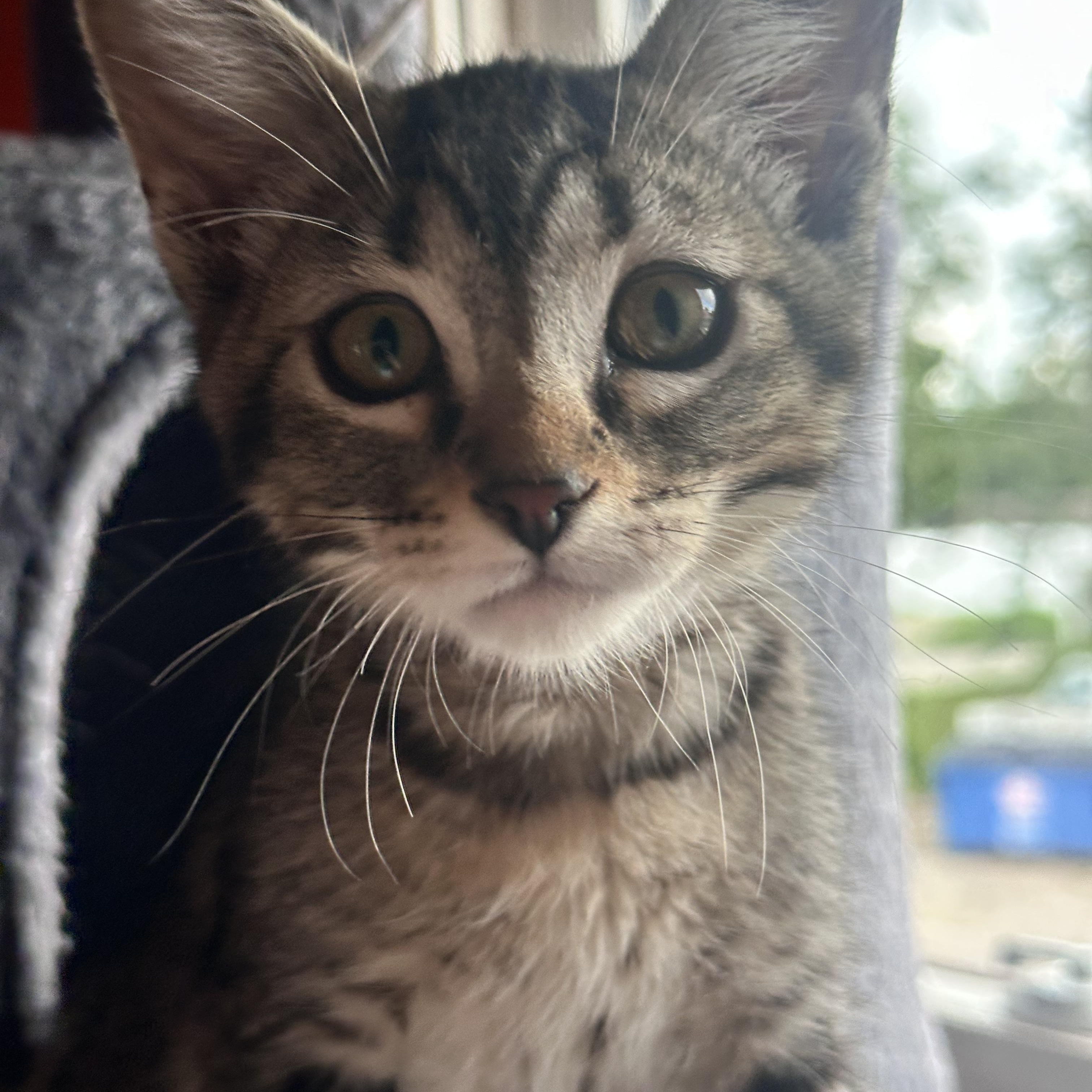 Vito