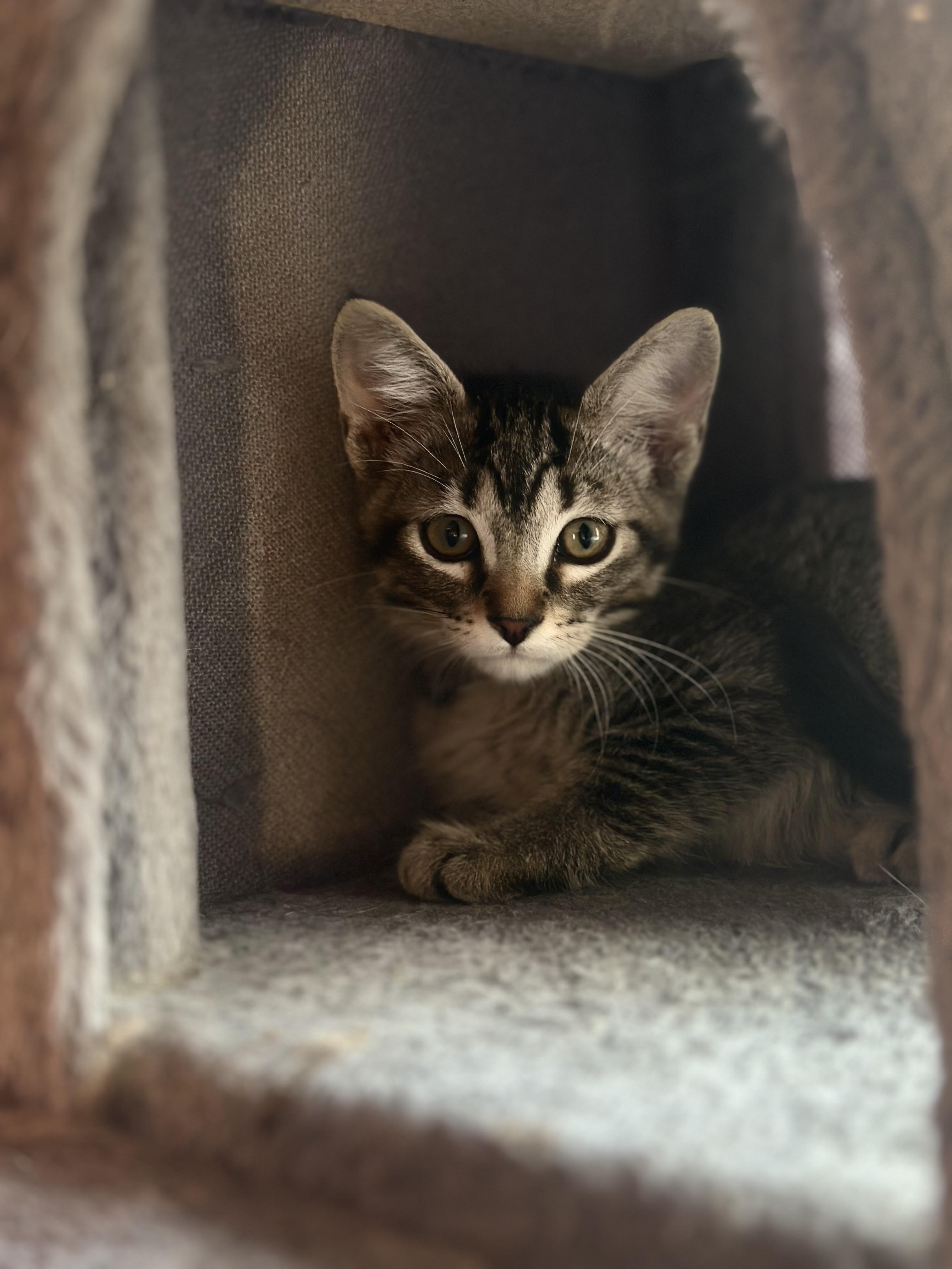 Vito