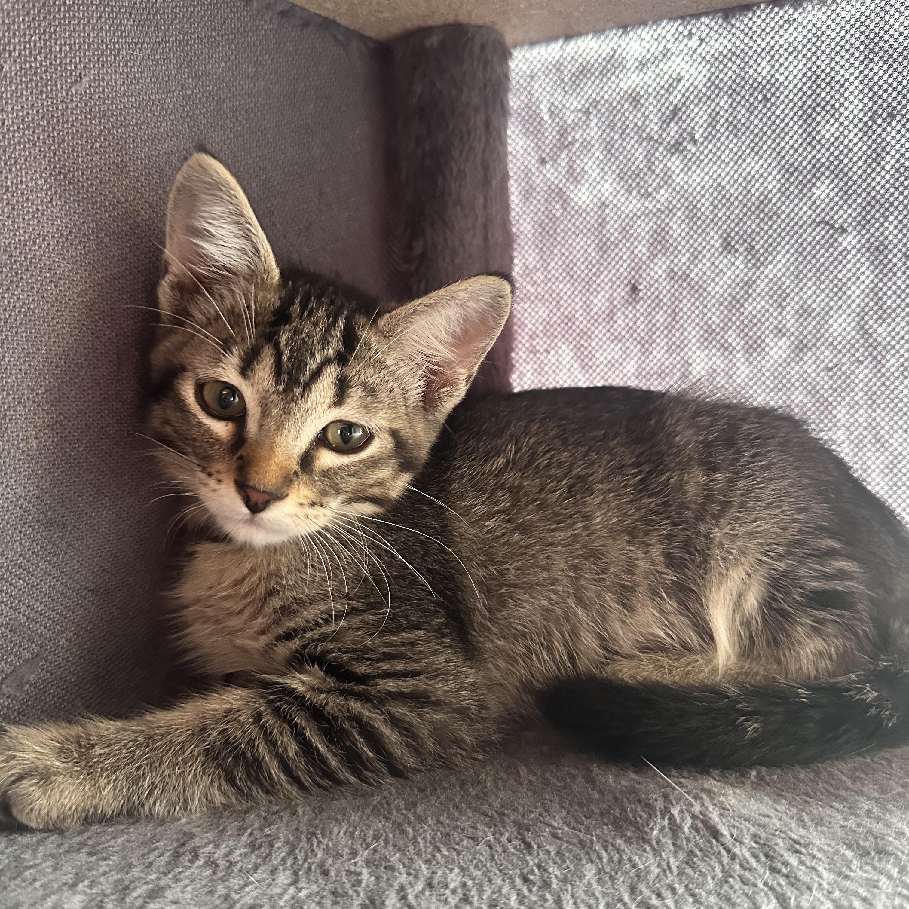 Vito