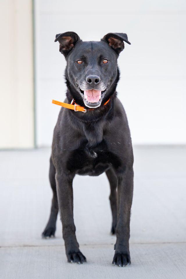 Enlarge Greenfall IN TRAINING AT LOCAL PRISON DOG TRAINING PROGRAM, a ADOPTABLE mixed breed in Othello, WA image 2/2